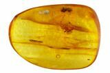 Detailed Fossil Spider (Aranea) In Baltic Amber #105437-1